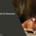Can Rats Eat Rosemary