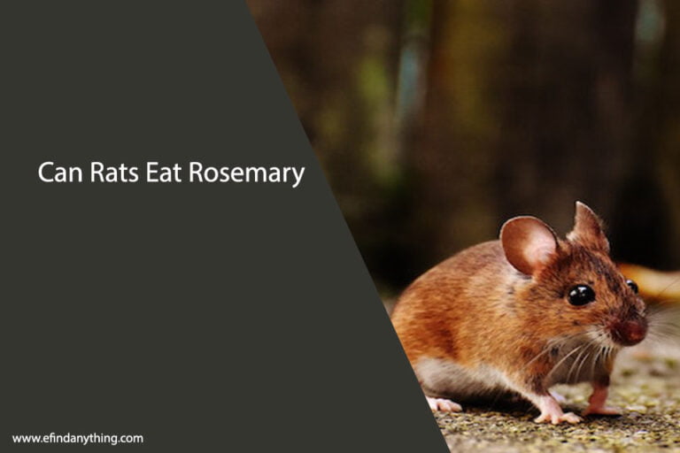 Can Rats Eat Rosemary