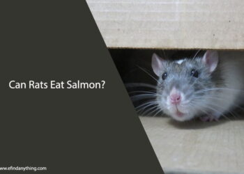 Can Rats Eat Salmon