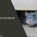 Can Rats Eat Salmon