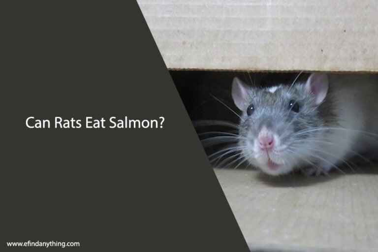 Can Rats Eat Salmon