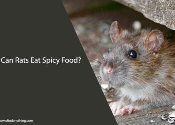Can Rats Eat Spicy Food