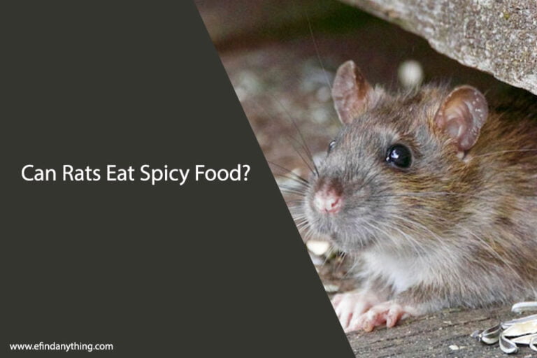 Can Rats Eat Spicy Food