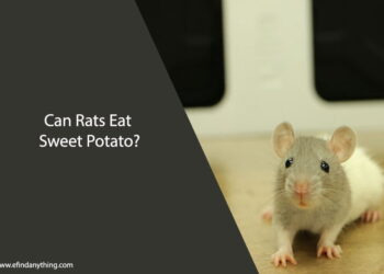 Can Rats Eat Sweet Potato