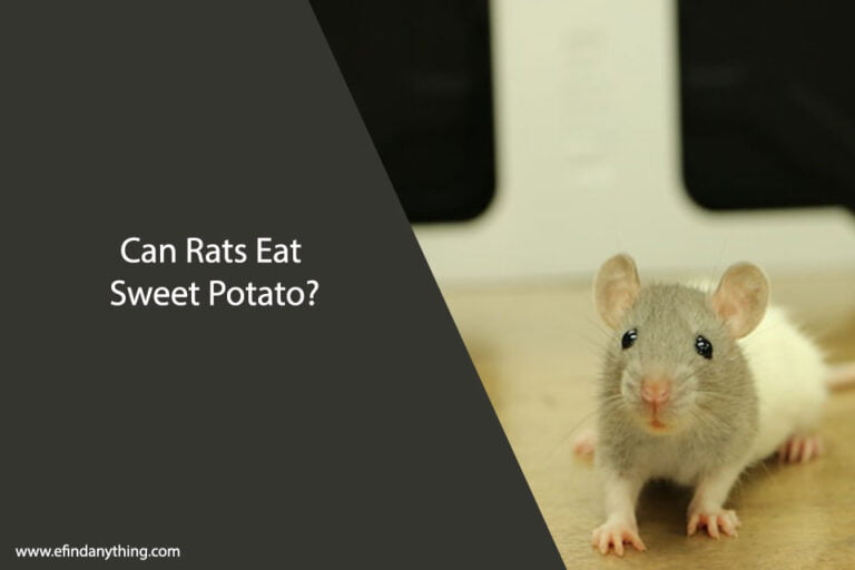 Can Rats Eat Sweet Potato
