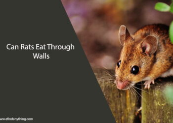 Can Rats Eat Through Walls