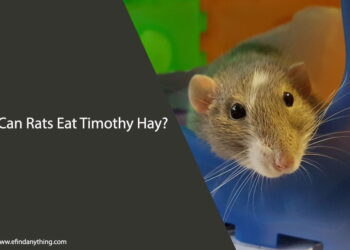 Can Rats Eat Timothy Hay