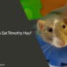 Can Rats Eat Timothy Hay