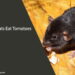 Can Rats Eat Tomatoes