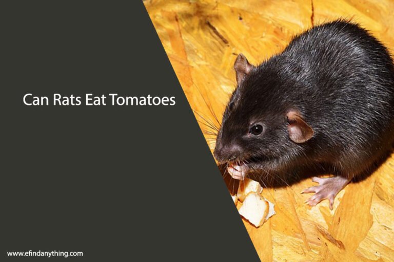 Can Rats Eat Tomatoes