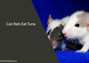 Can Rats Eat Tuna