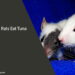Can Rats Eat Tuna
