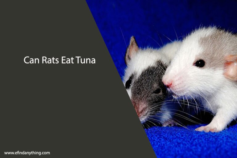 Can Rats Eat Tuna