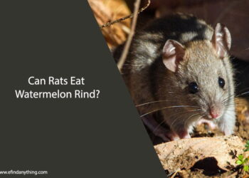 Can Rats Eat Watermelon Rind