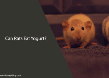 Can Rats Eat Yogurt