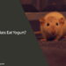 Can Rats Eat Yogurt