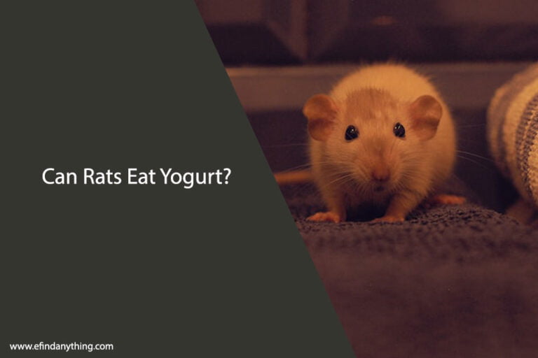 Can Rats Eat Yogurt