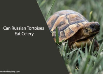 Can Russian Tortoises Eat Celery