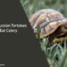 Can Russian Tortoises Eat Celery
