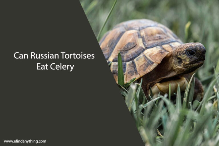 Can Russian Tortoises Eat Celery