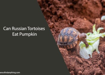 Can Russian Tortoises Eat Pumpkin