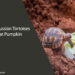 Can Russian Tortoises Eat Pumpkin