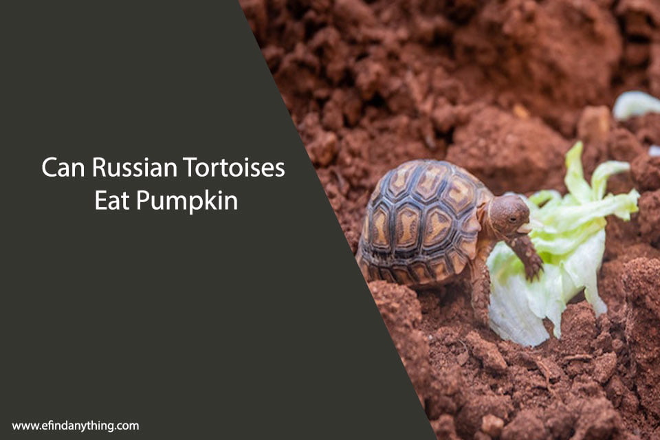 Can Russian Tortoises Eat Pumpkin? A Comprehensive Guide