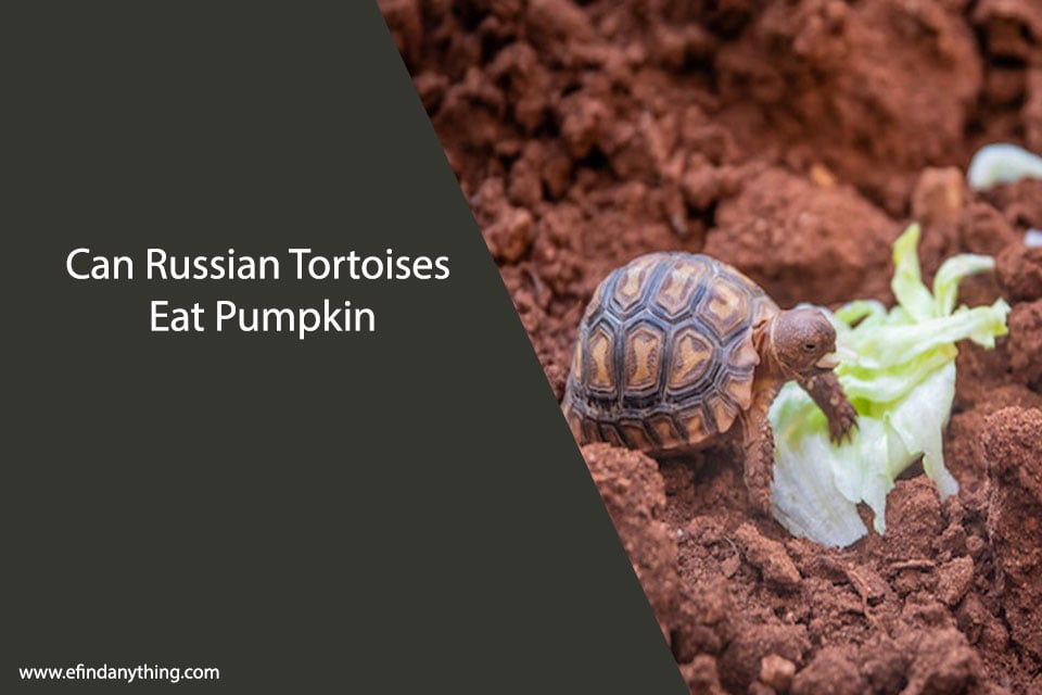 Can Russian Tortoises Eat Pumpkin