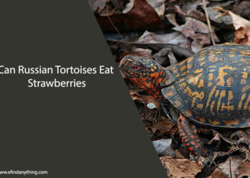 Can Russian Tortoises Eat Strawberries