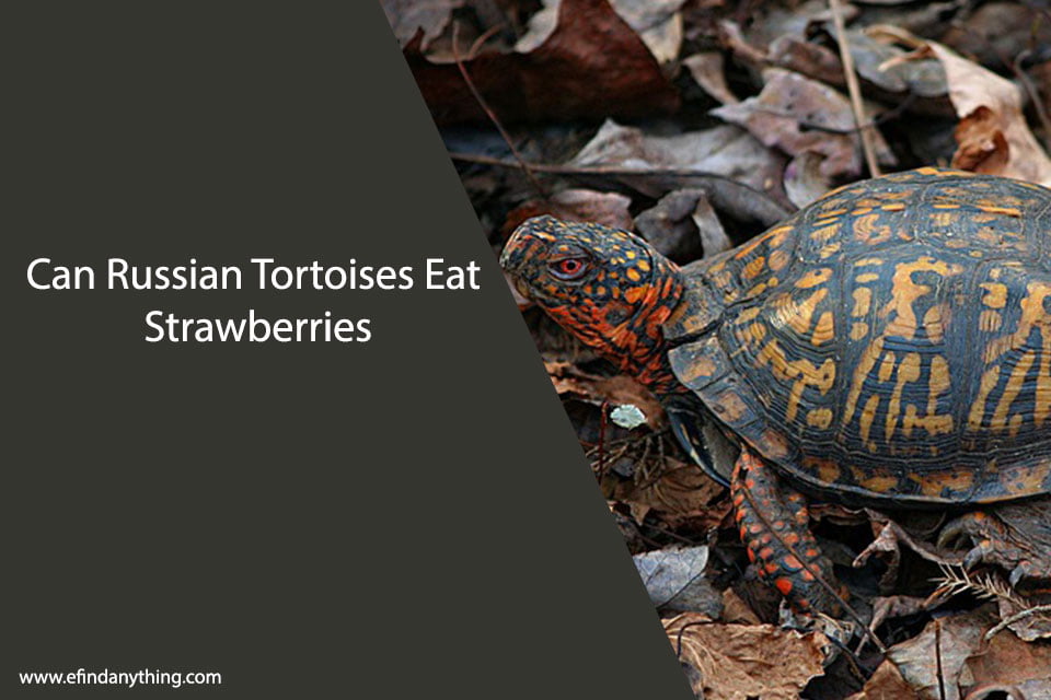 Can Russian Tortoises Eat Strawberries