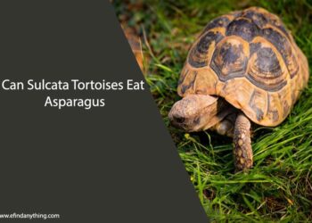 Can Sulcata Tortoises Eat Asparagus
