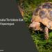 Can Sulcata Tortoises Eat Asparagus
