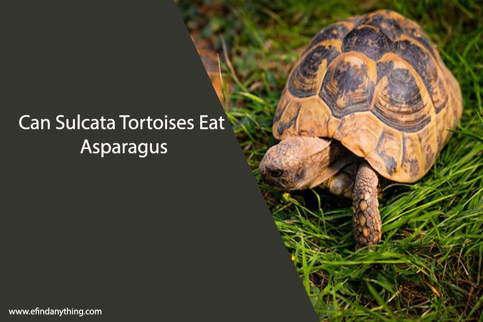 Can Sulcata Tortoises Eat Asparagus