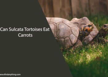 Can Sulcata Tortoises Eat Carrots