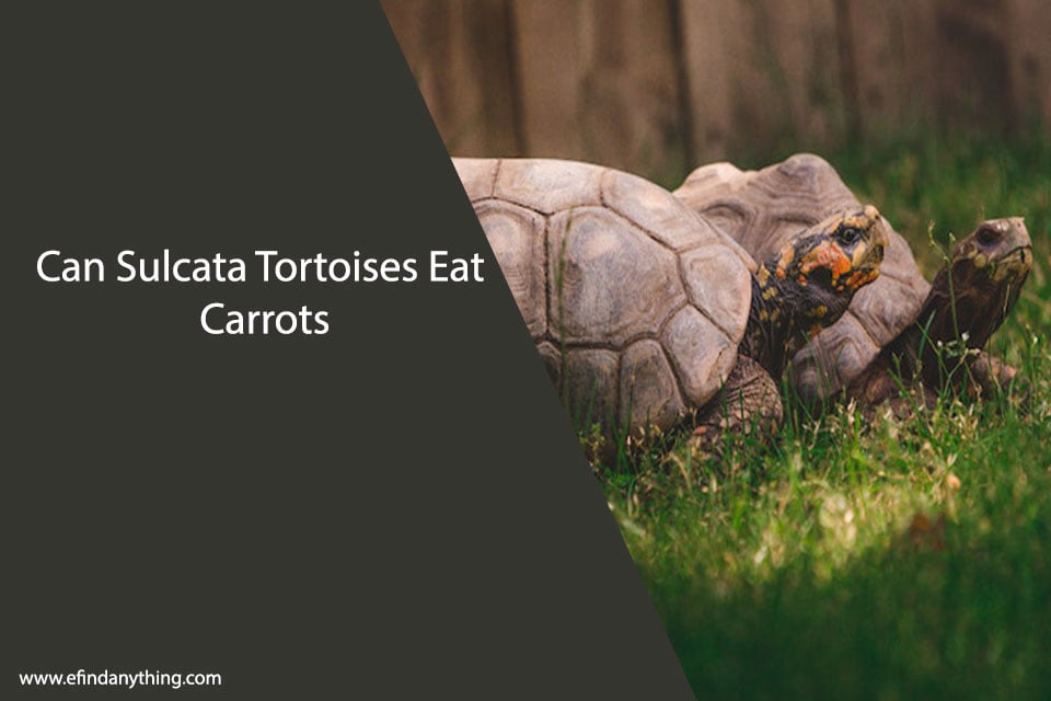 Can Sulcata Tortoises Eat Carrots