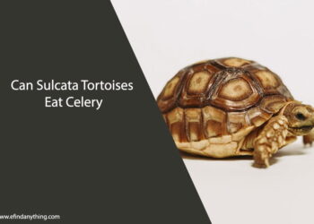 Can Sulcata Tortoises Eat Celery