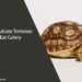 Can Sulcata Tortoises Eat Celery
