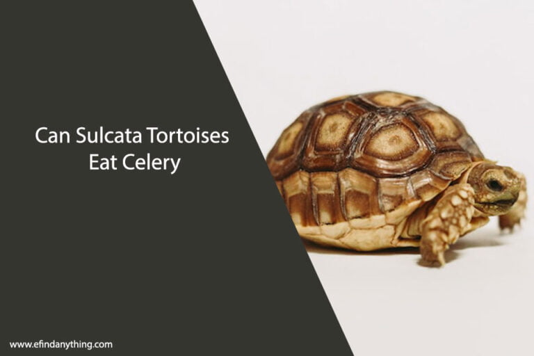 Can Sulcata Tortoises Eat Celery