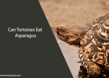 Can Tortoises Eat Asparagus