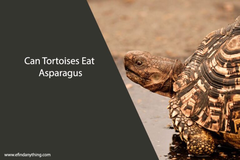 Can Tortoises Eat Asparagus