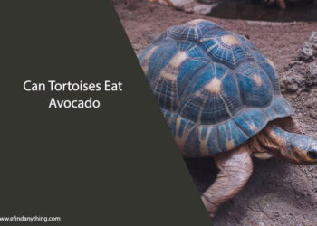 Can Tortoises Eat Avocado