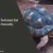 Can Tortoises Eat Avocado