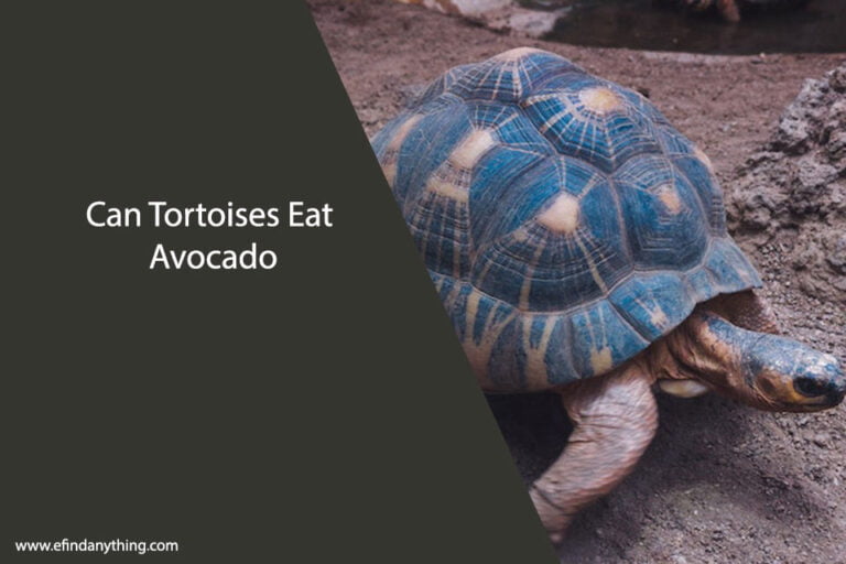 Can Tortoises Eat Avocado
