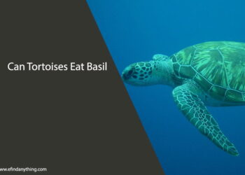 Can Tortoises Eat Basil