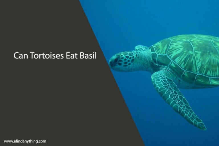 Can Tortoises Eat Basil