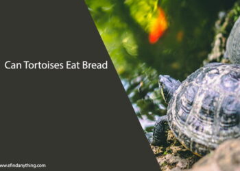 Can Tortoises Eat Bread