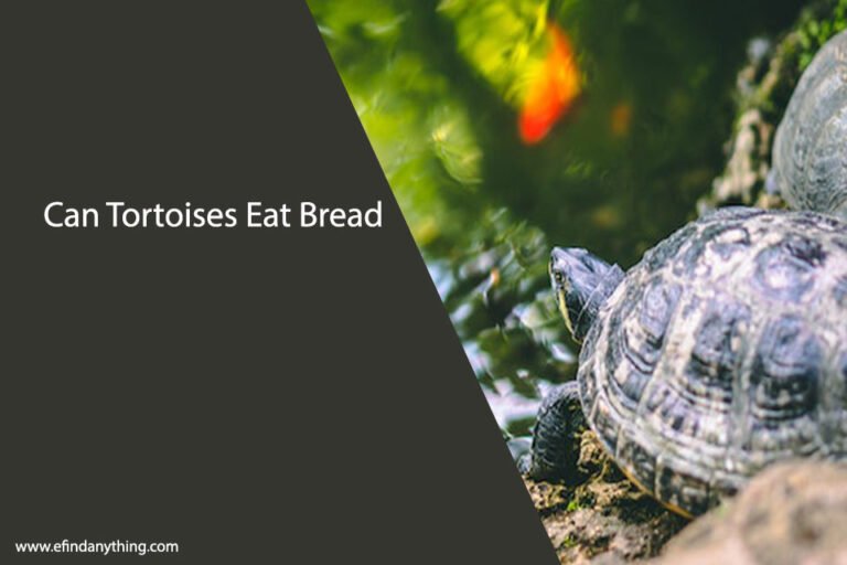 Can Tortoises Eat Bread