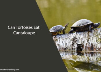 Can Tortoises Eat Cantaloupe