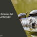 Can Tortoises Eat Cantaloupe