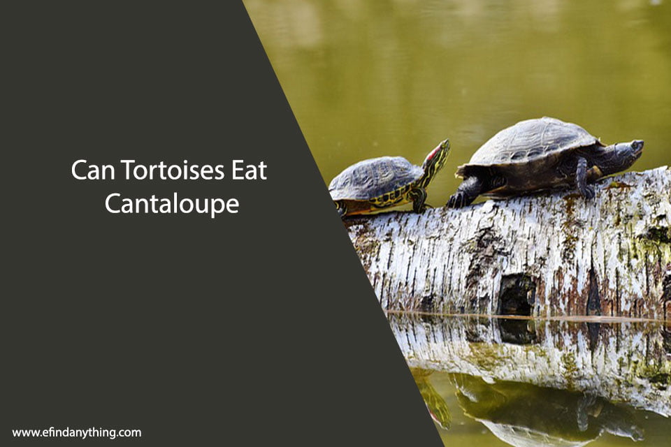 Can Tortoises Eat Cantaloupe